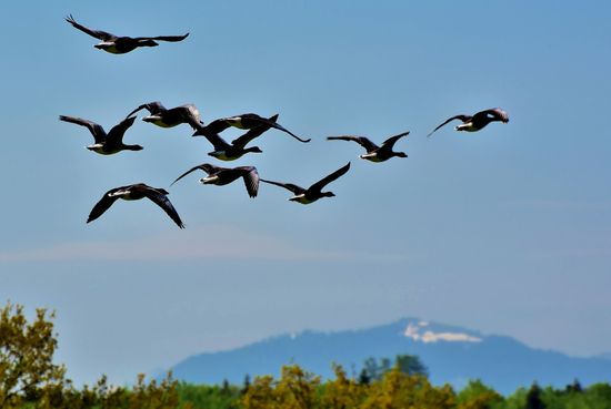 Flocks of birds