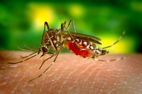 mosquito bites-Jungle fever