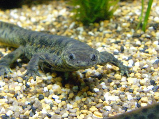 Iberian ribbed newt