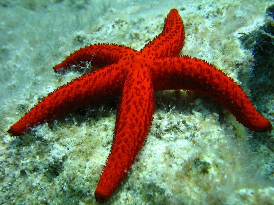Starfish can change their sex