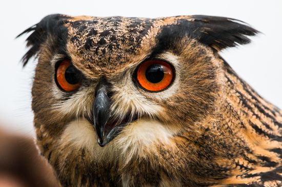 Owls don’t have eyeballs