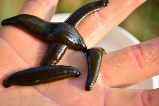 A leech is both male and female
