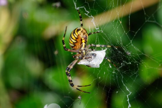 Spider venom liquidity their preys