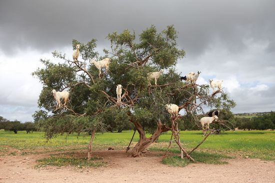 Tree Climbing Goats