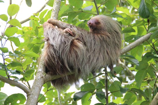 Sloths poop once in a week