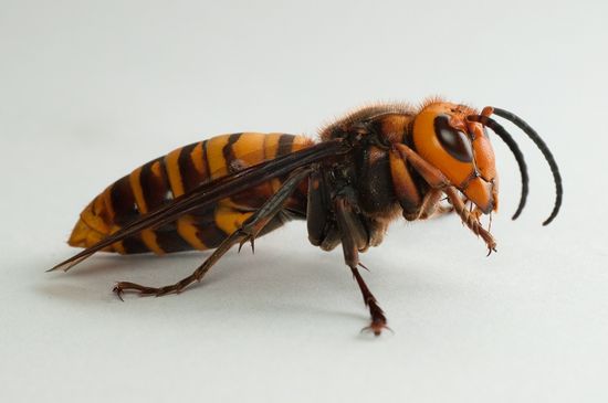 The Japanese hornet can liquify your skin