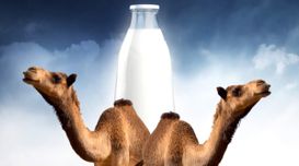 GCC Camel Dairy Market Analysis, Tr...