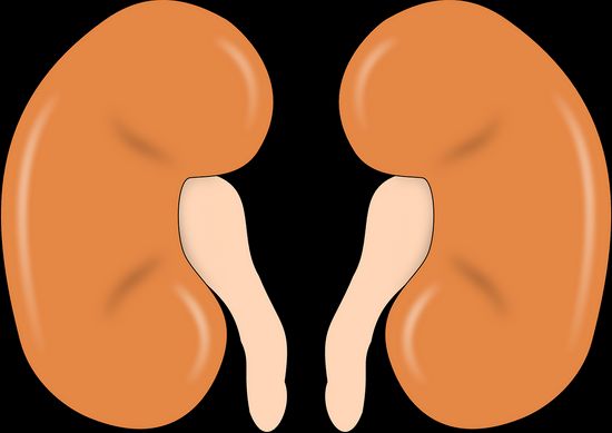 How Kidneys look like 
