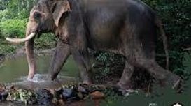 Koh Lanta Ethical Elephant Camps   