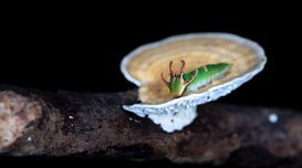 Pest Inspections in Sydney: Why The...