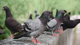 Pigeon Pest Control Using Fire Gel 