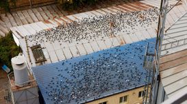 Quick Guide on Pigeon Proofing     