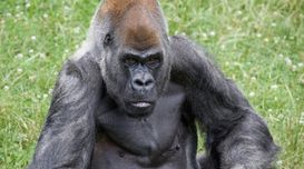 The Most Amazing Gorilla Safari in ...