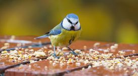 What Type of Bird Seed to Give to Y...