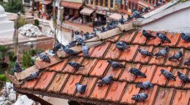 Where to Find the Best Pigeon Deter...